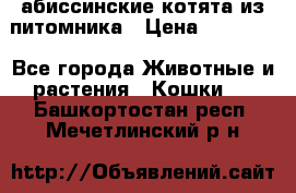 абиссинские котята из питомника › Цена ­ 15 000 - Все города Животные и растения » Кошки   . Башкортостан респ.,Мечетлинский р-н